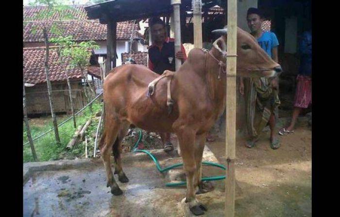 Warga Sumenep Dihebohkan Sapi Berkaki 6, Dikabarkan Bawa Berkah