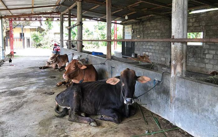 Dampak Penyebaran Wabah PMK, Peternak di Nganjuk Keluhkan Harga Sapi Anjlok