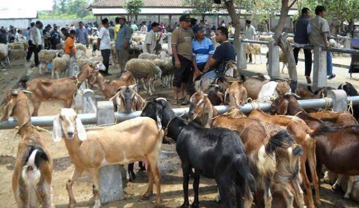 Jelang Idul Adha, Lalu Lintas Hewan Qurban Meningkat di Pacitan