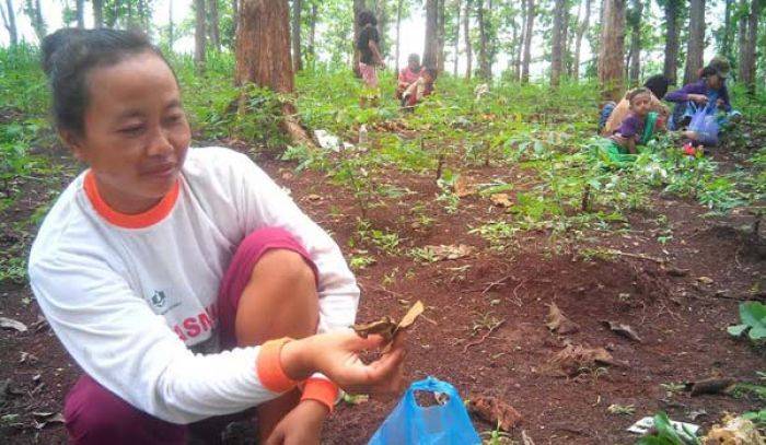 Warga Tuban Suka Makan Kepompong Ulat, Kini Ramai-ramai Berburu di Hutan