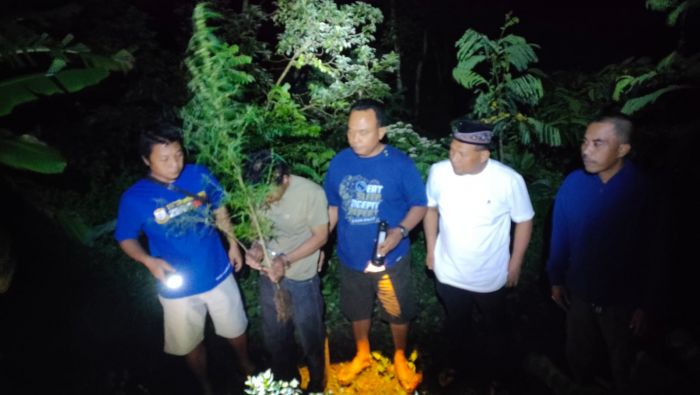 Tanam Ganja di Pot, Dua Warga Plosoklaten Kediri Dibekuk Polisi