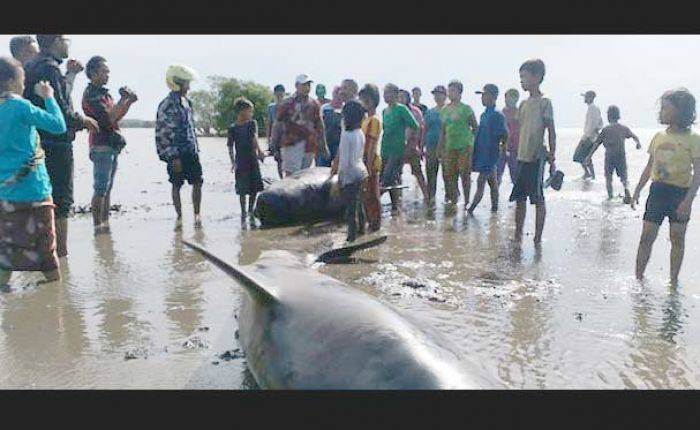 Puluhan Ikan Paus Terdampar di Pantai Randu Pitu Probolinggo, Sebagian Sudah Sekara