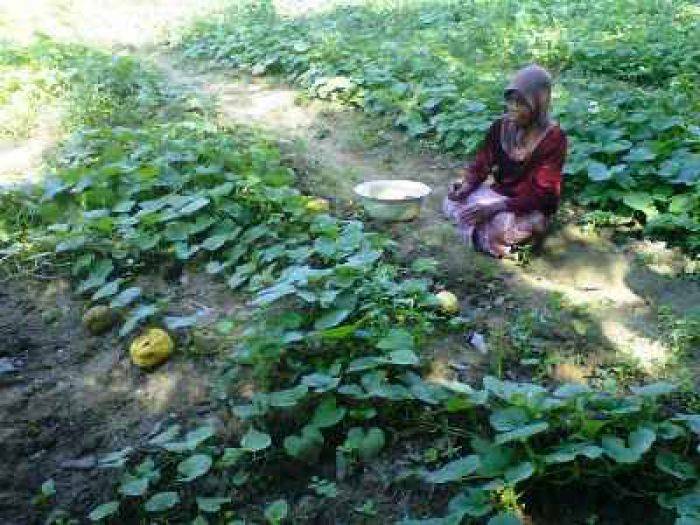 Diserang Hama Lalat Buah, Petani Blewah Pamekasan Merugi