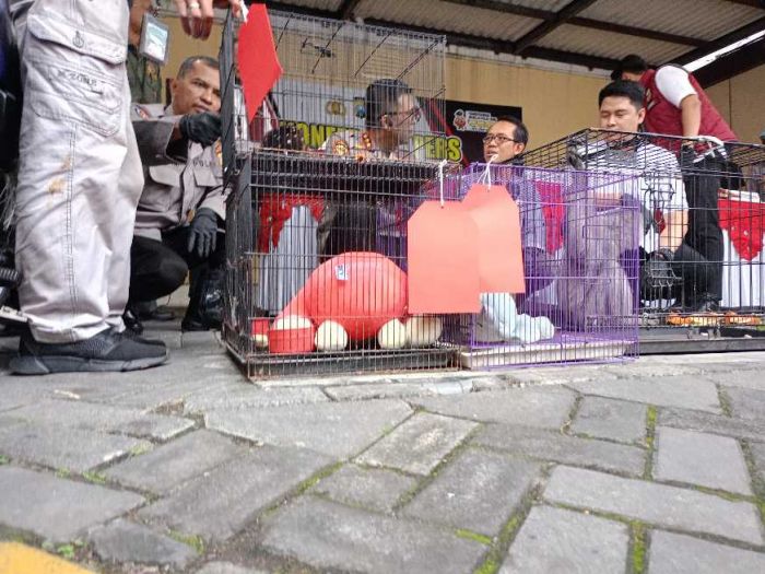 Polresta Sidoarjo Bongkar Perdagangan Satwa Dilindungi, Satu Tersangka Diamankan