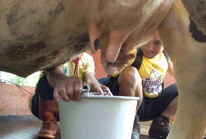 Pemerahan yang Higienis Bisa Cegah Penyakit Mastitis