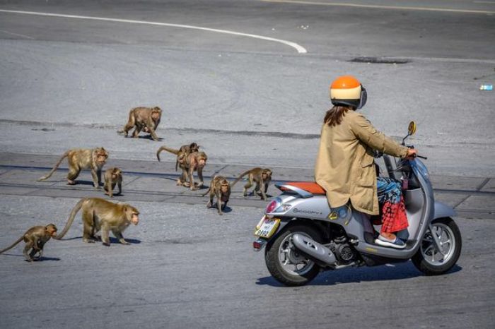 ​Koloni Monyet Kuasai Kota, Polisi Bersenjatakan Ketapel Dibikin Kocar-kacir