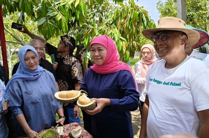 Usai Viral di TikTok Milik Khofifah, Durian Black Thorn Blitar Mulai Dilirik Pasar Luar Negeri