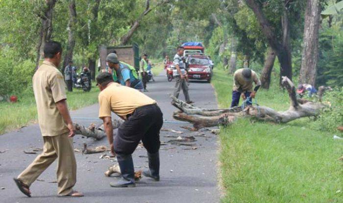 Antisipasi Pohon Roboh di Jalur Montong-Singgahan, BPBD Koordinasikan dengan DPU