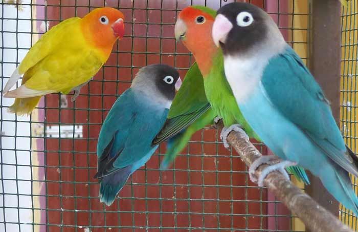 Maling Love Bird di Babat Lamongan Dibekuk