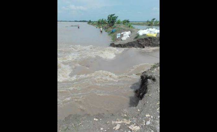 Tanggul Kali Apur Ingas Bojonegoro Jebol, Ribuan Hektar Sawah Terendam