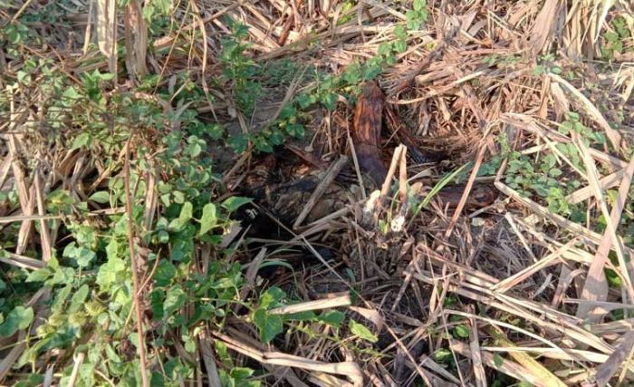 Desa Gemekan Mojokerto Geger Penemuan Mayat Perempuan di Lahan Tebu