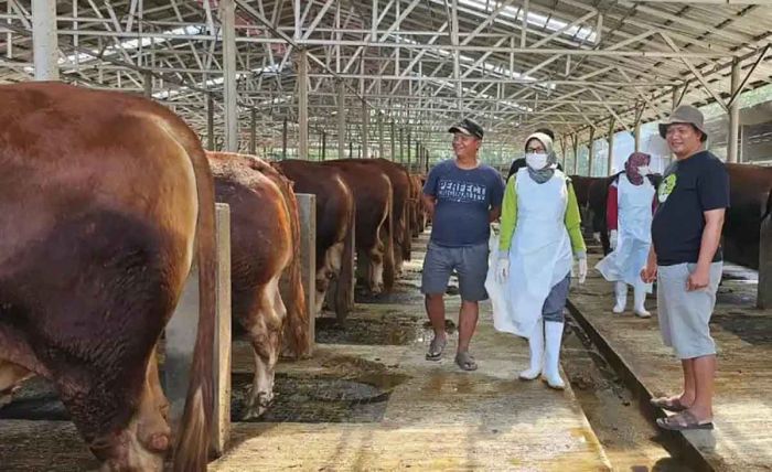 Hingga November 2024, Stok Daging Sapi di Kabupaten Kediri Surplus 2.736,7 Ton