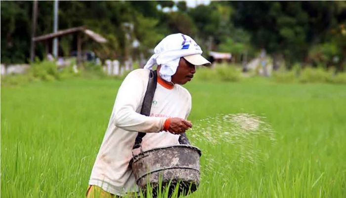 Petani di Madiun Beli Pupuk Bersubsidi di Atas HET Petani di Madiun Beli Pupuk Bersubsidi di Atas HET