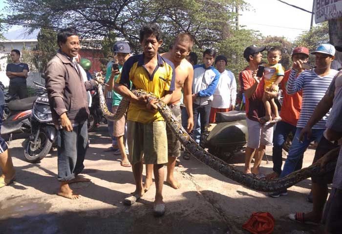 Ular Piton Sepanjang 4 Meter Hebohkan Warga Desa Nogosari, Pandaan