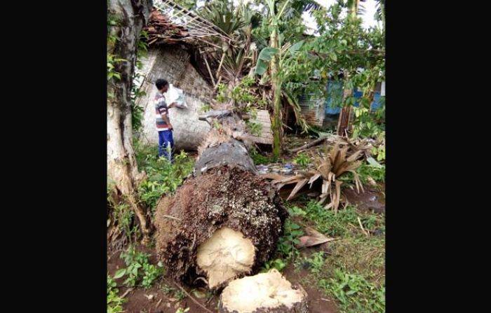 Tertimpa Pohon, Dua Rumah di Tasikmadu Tuban Rusak Parah