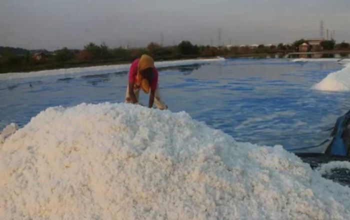 Produksi Garam di Bangkalan Kemungkinan Turun 22%, ini Penyebabnya Produksi Garam di Bangkalan Kemungkinan Turun 22%, ini Penyebabnya