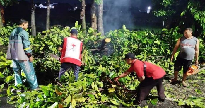 PMI Kota Probolinggo Terjunkan Relawan untuk Bantu Warga Terdampak Pohon Tumbang