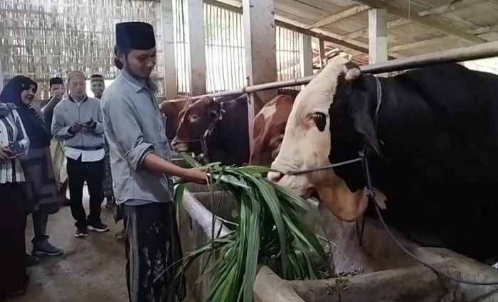 Presiden Prabowo Beli Sapi Kurban Seberat 935 Kg dari Pamekasan Presiden Prabowo Beli Sapi Kurban Seberat 935 Kg dari Pamekasan