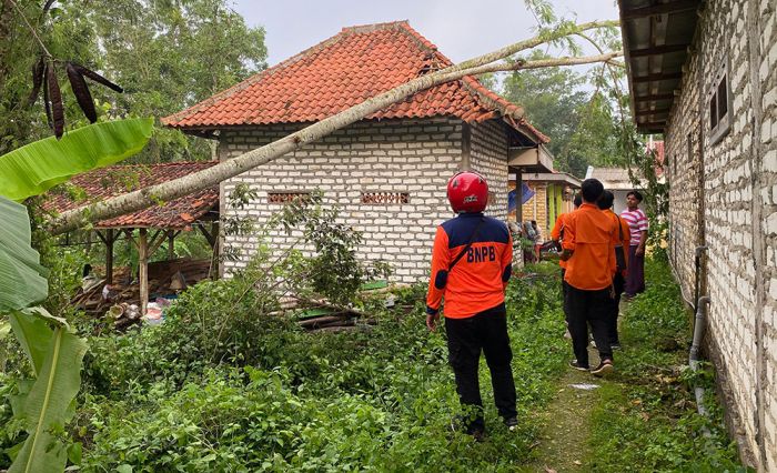 Pohon Tumbang Timpa Sebuah Rumah di Pamekasan, 3 Orang Terluka