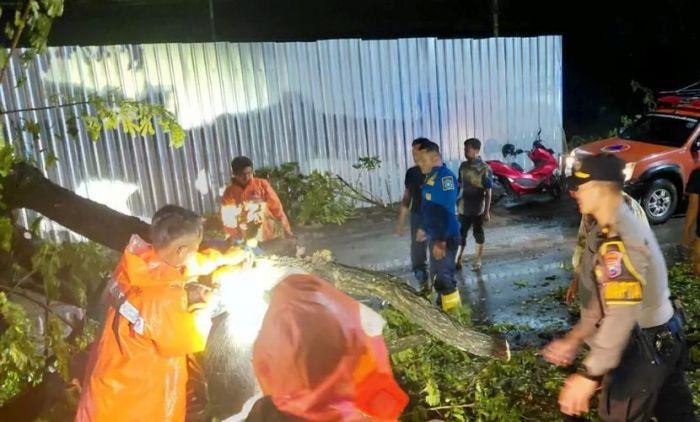 Mobil Brio yang Dikemudikan Wanita asal Trenggalek Tertimpa Pohon Tumbang di Lamongan