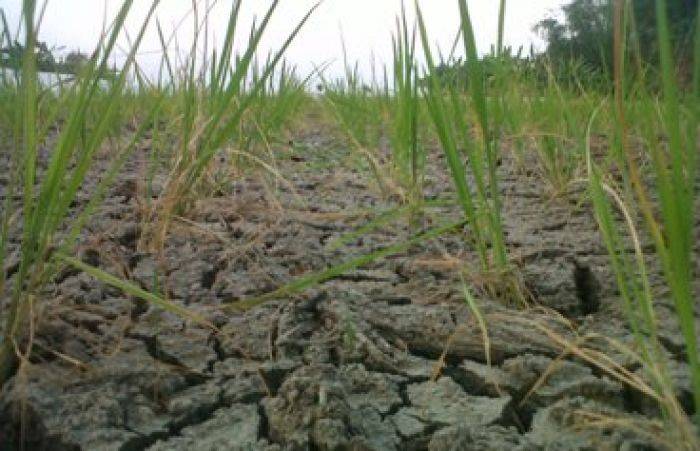 Tanaman Padi di Bojonegoro Terancam Mati karena Kekurangan Air
