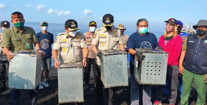 Pemkab Jember Bersama BKSDA Lepas Puluhan Satwa Liar ke Nusa Barong