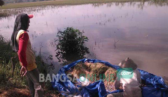 TMA Terus Meningkat, Puluhan Hektare Padi Siap Panen di Bojonegoro Mulai Terendam