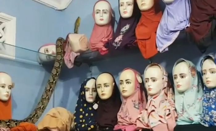 Masuk ke Toko Hijab, ​Ular Piton Seukuran Lengan Orang Dewasa Berhasil Dievakuasi Tim Damkar Blitar