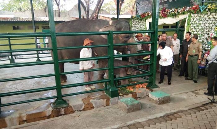 Dumbo, Bayi Gajah Sumatera yang Lahir di Surabaya