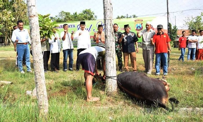 Rayakan Idul Kurban, Polres Pamekasan Sumbang 17 Sapi 