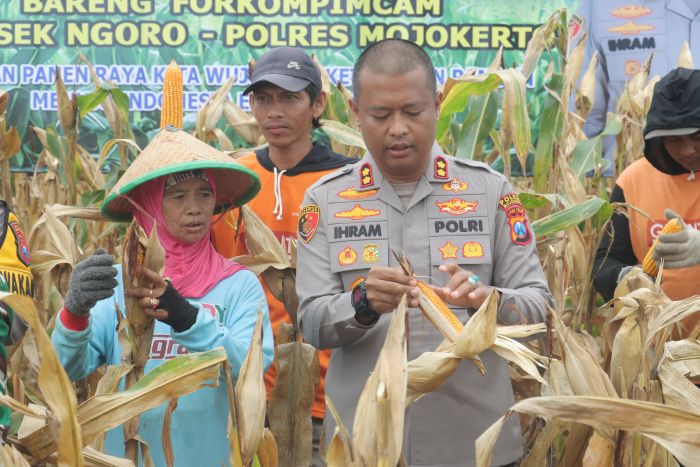 Dukung Ketahanan Pangan, Polres Mojokerto Gelar Panen Raya Jagung