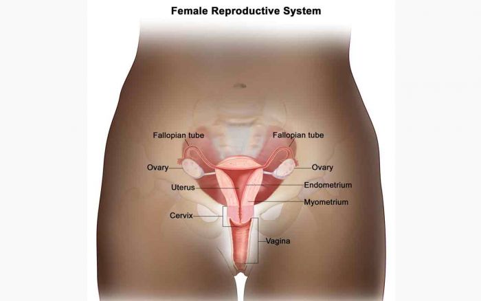 Kanker Endometrium: Pengertian, Penyebab dan Gejalanya