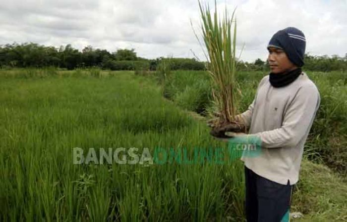 Wereng Serang Puluhan Hektar Sawah di Kalipucung Blitar