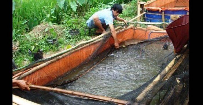 Bondowoso Kembangkan Budidaya Ikan Organik