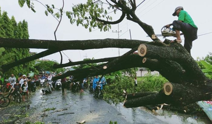Relawan LPBI NU Tuban Eksekusi Pohon Tumbang di Jalan Kabupaten