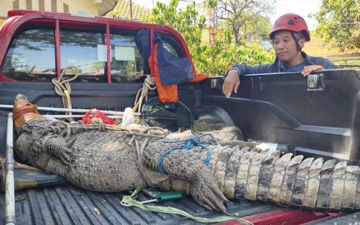 Resahkan Warga, Buaya Muara Sepanjang 3 Meter Dievakuasi BPBD Sidoarjo