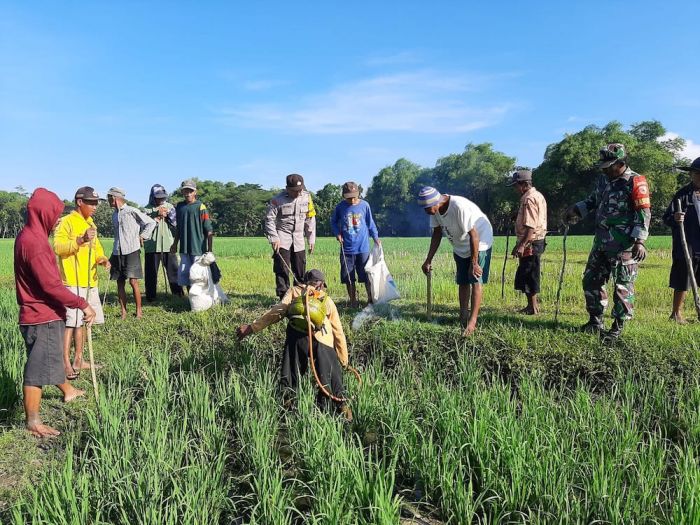 Babinsa Koramil 0805 Karangjati Ngawi bantu Petani Berantas Hama Tikus