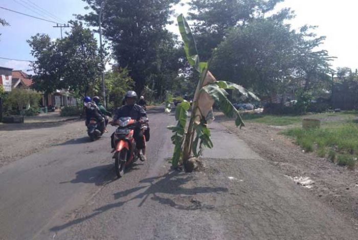 Kesal Tak Kunjung Diperbaiki, Warga Sawo Gresik Tanami Jalan Rusak dengan Pohon Pisang