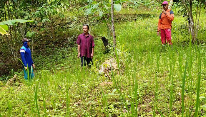 Ketua Poktan Sejahtera Desa Timahan Diduga Jual Pupuk Gratis Bantuan Kementan