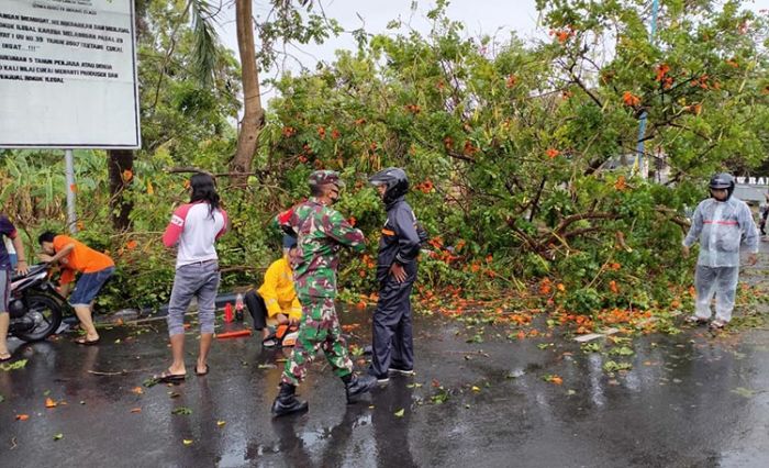 Diterpa Angin Kencang, Pohon Besar di Depan Kecamatan Kota Pamekasan Tumbang