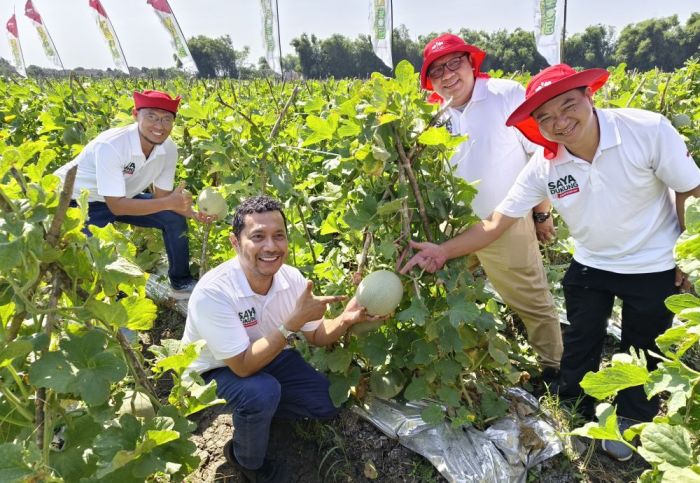 Peluncuran Benih Melon Davina F1 Pecahkan Rekor Muri Lewat Panen Serentak Seribu Petani di Nganjuk