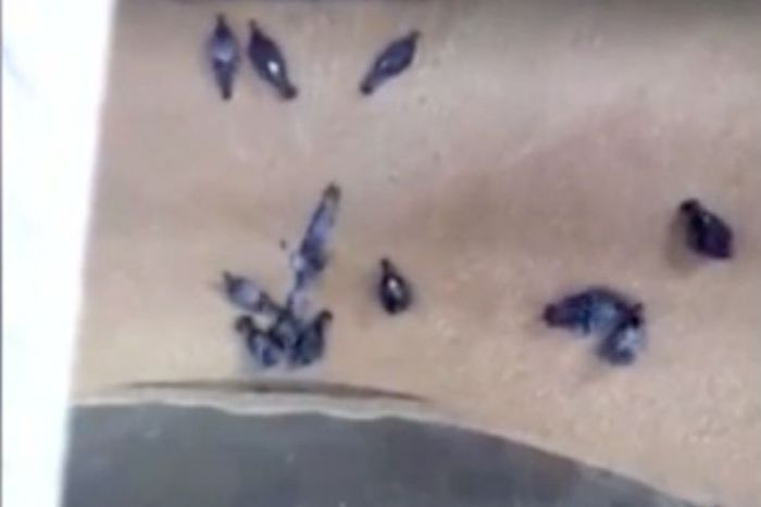 Mengerikan, Ratusan Merpati Tersedot Mesin Pembuat Roti