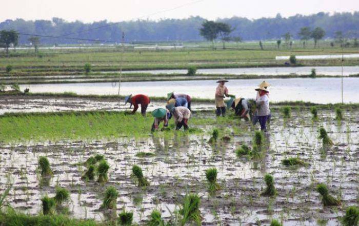 Air Sungai Bengawan Solo Pasang-Surut, Petani di Bojonegoro Ketar-ketir