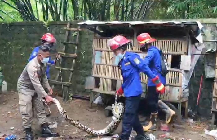 Petugas Damkar Trenggalek Berhasil Evakuasi Ular Piton 4,5 Meter dari Kandang Ayam Warga