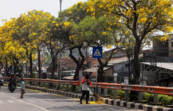 ​Suasana Idul Fitri, Bunga Tabebuya Bermekaran, Percantik Jalanan Surabaya, Warga Berswafoto
