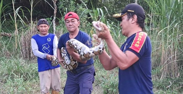Damkar Kabupaten Kediri Evakuasi Ular Piton 6 Meter di Gurah
