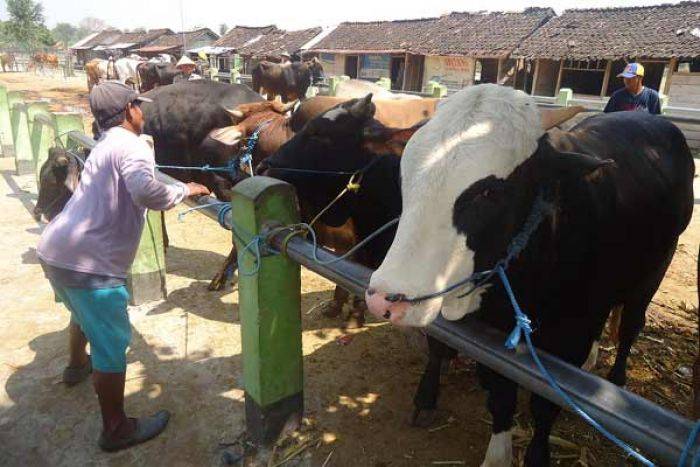 Pedagang Sapi di Bojonegoro Mulai Kebanjiran Order ke Jakarta