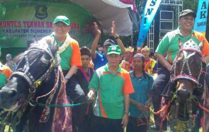 Kontes Sapi Madura, Beri Semangat Peternak Kembangkan Kemurnian Ternak Sapi Madura