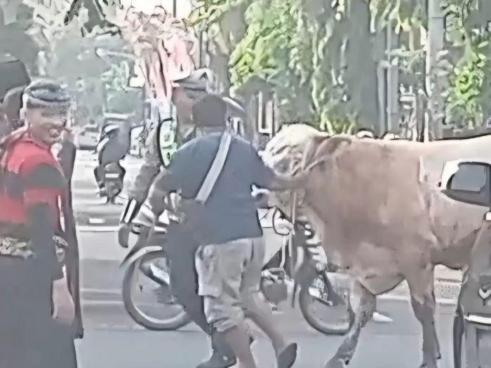 Sapi Kurban Jumbo Ngamuk di Lamongan Kota, Warga dan Pengendara Panik