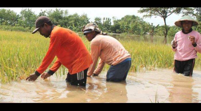 Petani di Ngawi Rugi Besar Akibat Banjir Kiriman